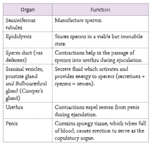 Reproductive-system-Functions-of-main-reproductive-organs-in-the-human-male-2