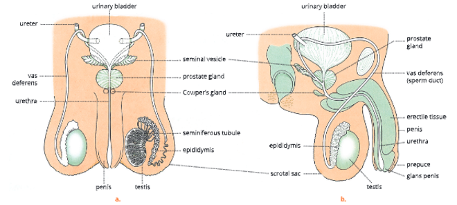 Reproductive-system-Position-of-male-reproductive-organs in-human-body-b.-Male-reproductive-organs-in-vertical-section-1