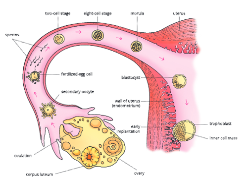 Reproductive-system-developmentof-an-egg-ovulation-fertillization and-its-implantation