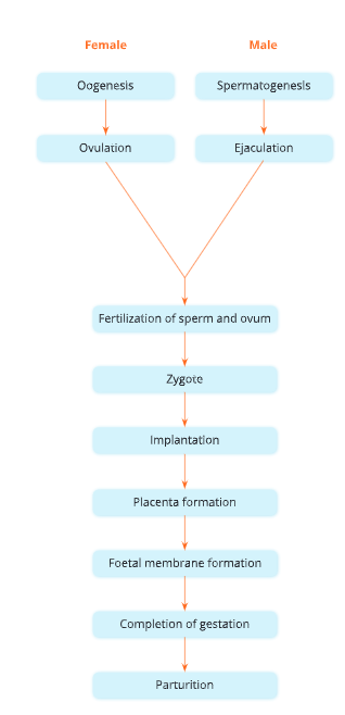 Reproductive-system-Sequence-of-events-in-development-of-the-embryo-16