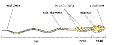 Reproductive-system-Structure-of-a-sperm-4