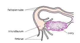 Reproductive-system-enlarged-view-of-fallopian-tube-and-ovary