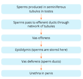 Reproductive-system-the-course-of-sperm-movement-in-male