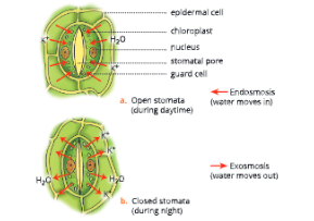 Structure-of-a-Chloroplants