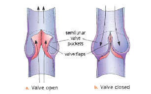 The-circulatory-system-Action-of-a-semilunar-valve-in-a-vein 