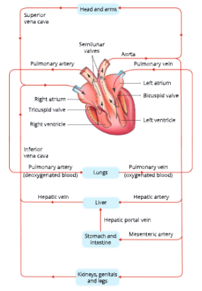 The-circulatory-system-Circulation-of-blood-to-various-parts-of-the-body