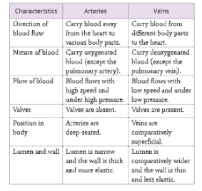 The-circulatory-system-Differences-between-arteries-and-veins 