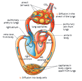 The-circulatory-system-Double-circulation-in-human-heart