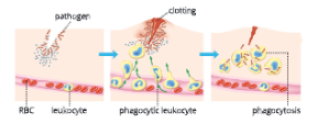 The-circulatory-system-Inflammatory-response 