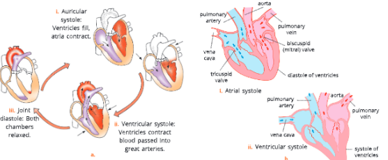 The-circulatory-system-a.-Blood-flow-during-cardiac-cycle-b.-Two-main-phases-of-heart-beat