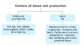 The circulatory system Centers of blood cell production