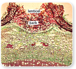 Transpiration-Cross-section-of-old-bark-of-tree-showing-lenticular-transpiration.