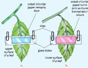 Transpiration-Experiment-to-show-hat-more transpiration occurs-through-the-ower-surface-of-a-dicot-leaf.