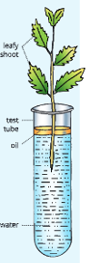 Transpiration-Experimental-set-up to-measure-the-transpiration