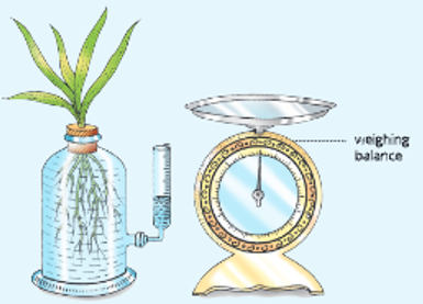 Transpiration-Measuring-the-rate-of-transpiration-with-the-help-of-a-weighing-balance