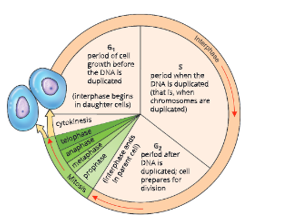 cell-cycle-and-cell-division-Eukaryotic-cell-cycle,-generalized.-The-length-of-each-part-differs-among-different-cell-types.1