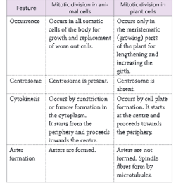 cell cycle and cell division  Eukaryotic cell cycle, generalized. The length of each part differs among different cell types. 7 differences between mitosis in animal plant cells