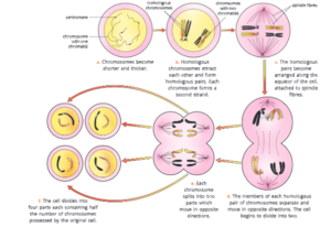 cell cycle and cell division  Eukaryotic cell cycle, generalized. The length of each part differs among different cell types.6 meiosis_ the reduction division