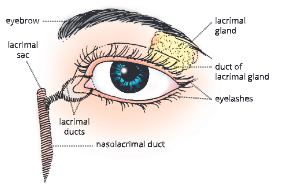 Sense Organs The lacrimal apparatus of the human eye eye image 1