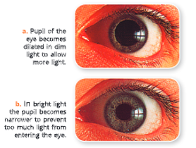 Sense Organs image 3 effect of light intensity on the size of pupil