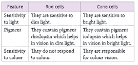 Sense Organs differences between rod cells and cone cells image 4