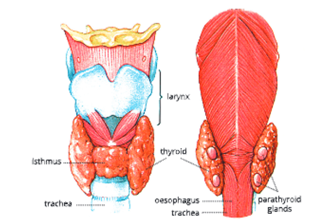 Endocrine-system-the-thyroid-gland-is-ocated-in-neck 