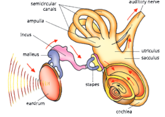 sense organs  Internal structure of the human ear and course of perception of sound waves 12