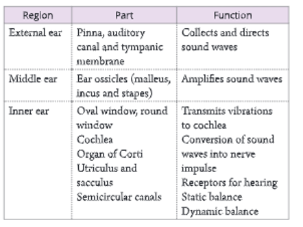 sense organs Summary of various parts of ear and their functions 13
