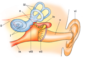 sense organs ear of mammals 20