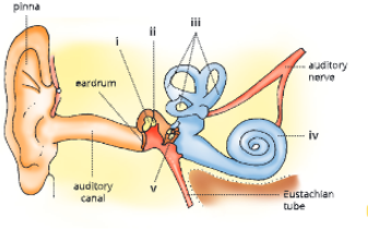 sense organs human ear 17