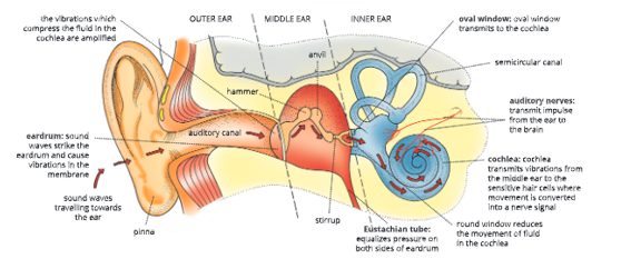 sense organs various parts of human ear and mechanism of hearing. 11