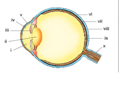 sense organs vertical section of the eye 19