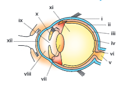sense organs vertical section of the human eye 16