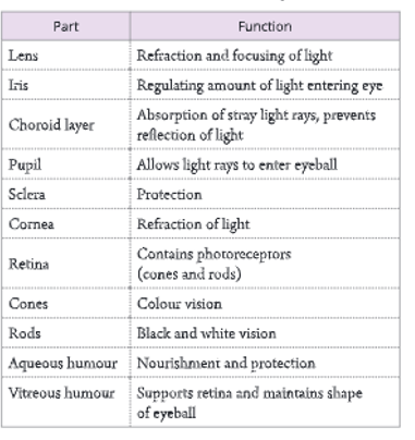 senso organs parts and functions of the eye