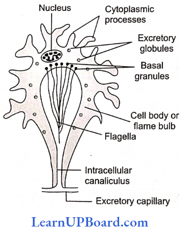 NEET Biology Animal Kingdom A FlameCell