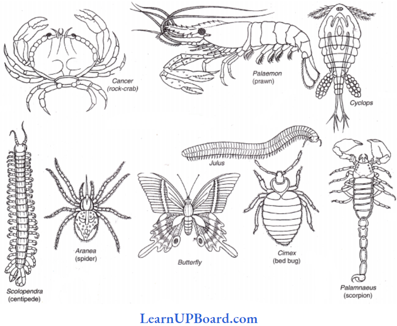 NEET Biology Animal Kingdom Arthropoda