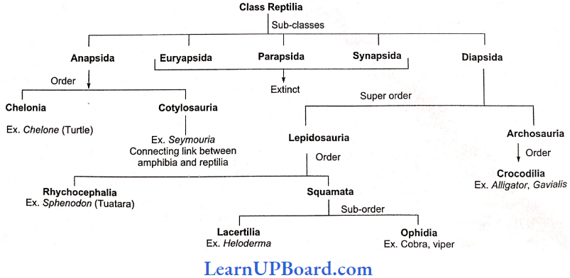 NEET Biology Animal Kingdom Class Reptilia