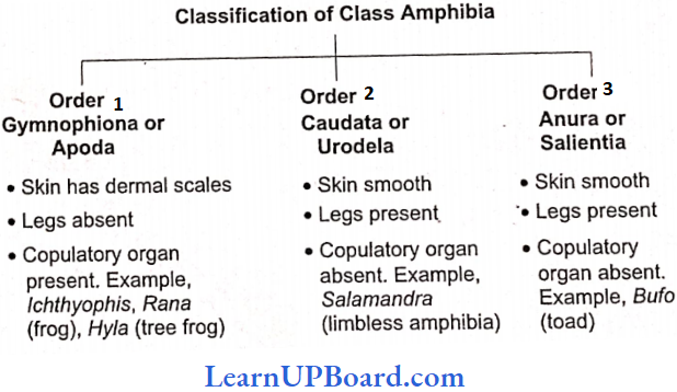 NEET Biology Animal Kingdom Classification Of Class Amphibia