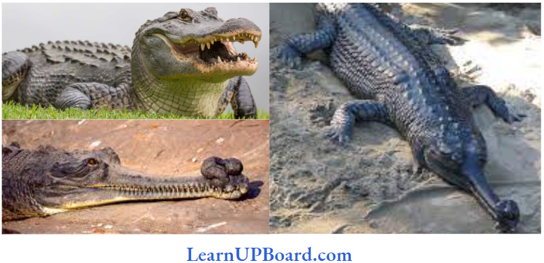 NEET Biology Animal Kingdom Crocodylus Palustris And Alligator Missisplensis And Gavialis Gangeticus