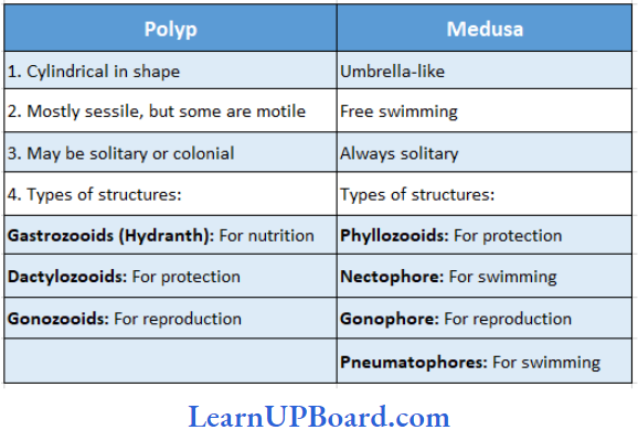 NEET Biology Animal Kingdom Differences Between Polp And Medusa Forms