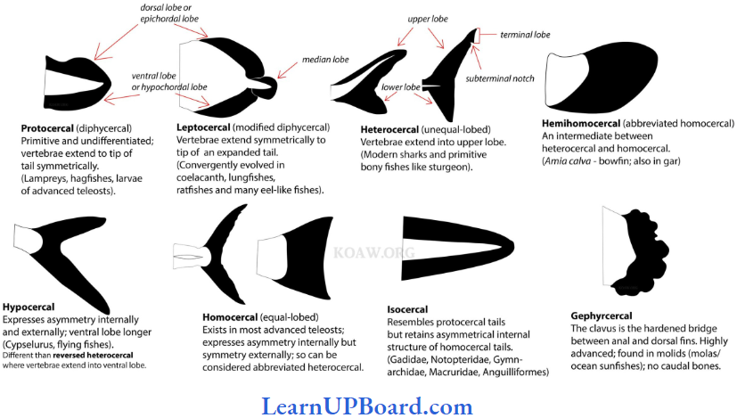 NEET Biology Animal Kingdom Different Types Of Caudal Finas Or Tails In Fishes