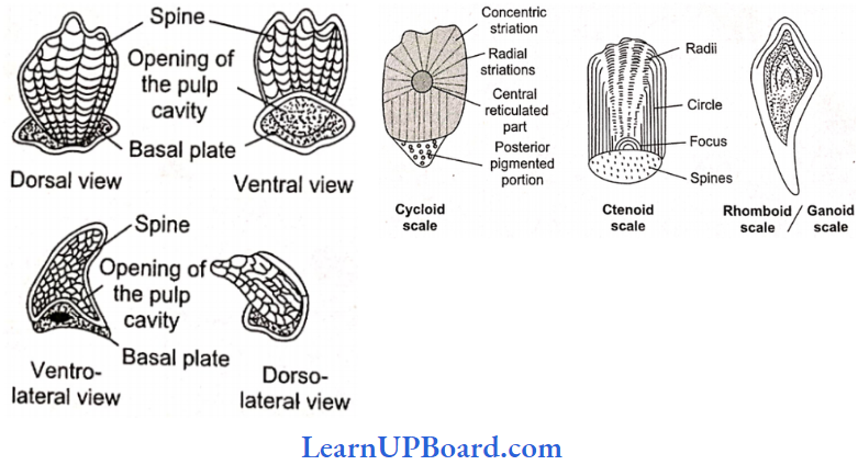 NEET Biology Animal Kingdom Different Types Of Scales