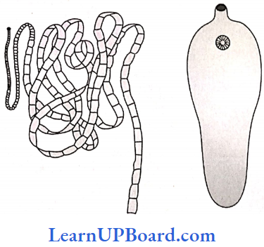 NEET Biology Animal Kingdom Examples Of Platyhelminthes