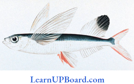 NEET Biology Animal Kingdom Exocoetus Flying Fish