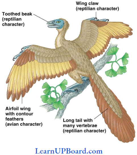 NEET Biology Animal Kingdom Fossil Of Archaeopteryx