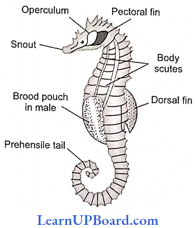 NEET Biology Animal Kingdom Hippocampus Sea Horse