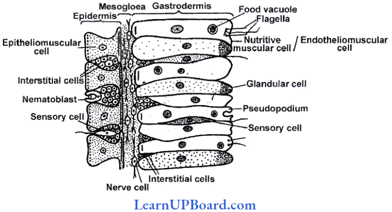 NEET Biology Animal Kingdom Hydra A Portion Of Body Wall In Longitudinal Section