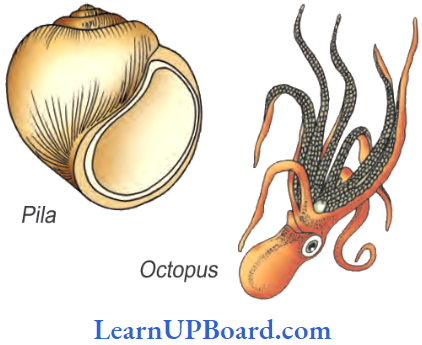 NEET Biology Animal Kingdom Mollusca Pila And Octopus