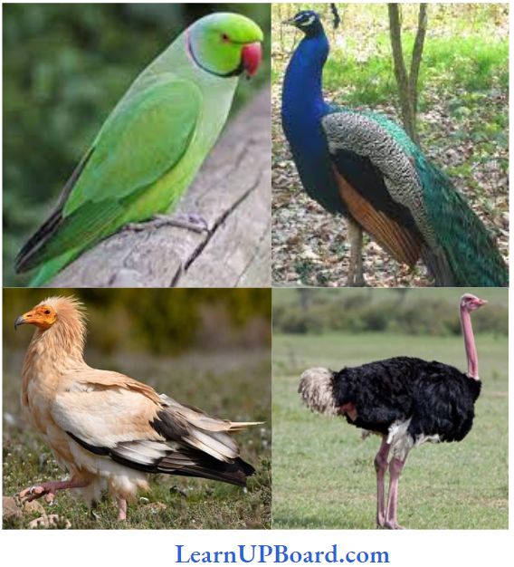 NEET Biology Animal Kingdom Neophron And Struthio And Psittacula And Pavo