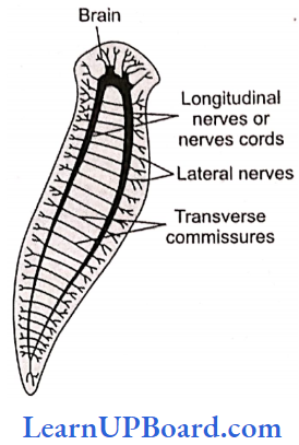 NEET Biology Animal Kingdom Nervous System Of Planaria